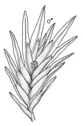 Fissidens pallidus, habit of ♂ plant. Drawn from J.E. Beever 51-99, AK 234789.
 Image: R.C. Wagstaff © Landcare Research 2014 